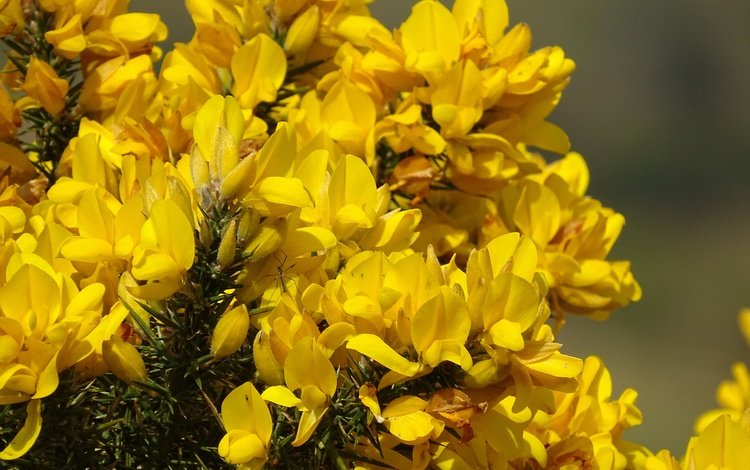 цветение, весна, желтые цветы, flowering, spring, yellow flowers