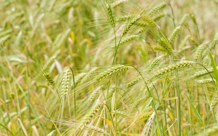 природа, макро, поле, колосья, пшеница, nature, macro, field, ears, wheat