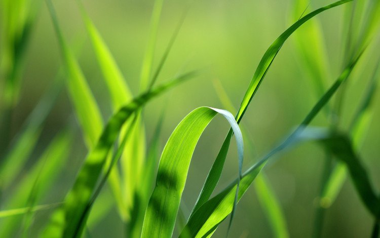 трава, природа, зелень, макро, фон, травинка, grass, nature, greens, macro, background, a blade of grass