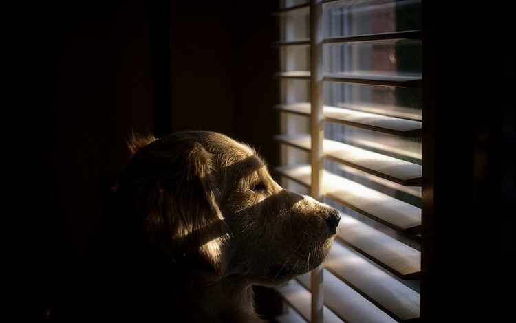 взгляд, собака, окно, друг, жалюзи, ретривер, look, dog, window, each, blinds, retriever