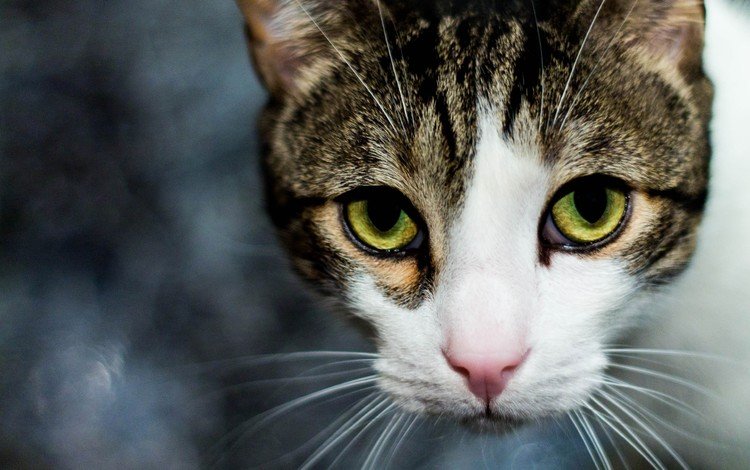 глаза, кот, мордочка, усы, кошка, взгляд, eyes, cat, muzzle, mustache, look
