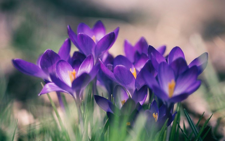 цветы, весна, фиолетовые, крокусы, flowers, spring, purple, crocuses