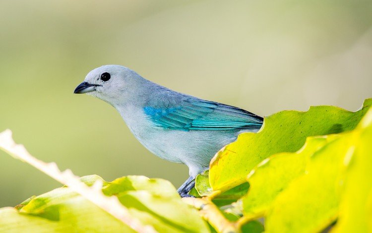 природа, листья, фон, птица, сине-серая, танагра, голубая танагра, nature, leaves, background, bird, blue-gray, tanagra, blue tanager