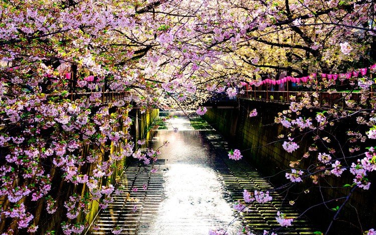 река, цветение, отражение, забор, япония, весна, сакура, river, flowering, reflection, the fence, japan, spring, sakura