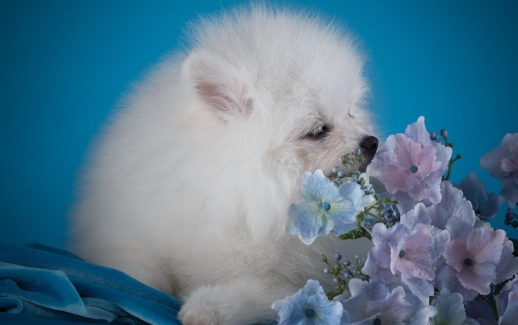 цветы, белый, собака, щенок, гортензия, шпиц, flowers, white, dog, puppy, hydrangea, spitz