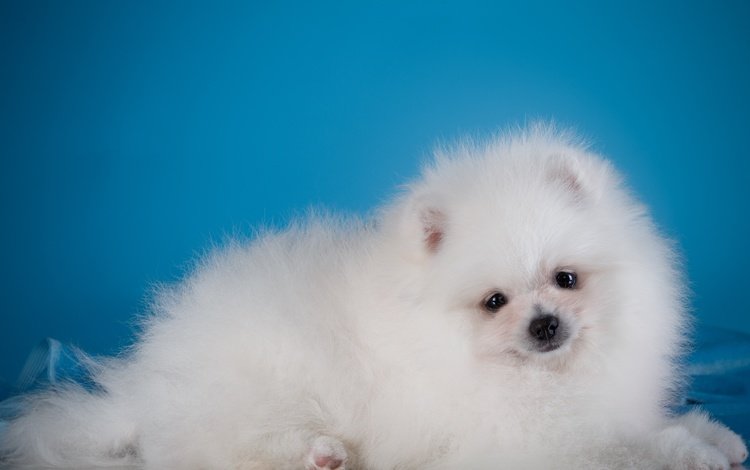 глаза, мордочка, взгляд, белый, собака, щенок, шпиц, eyes, muzzle, look, white, dog, puppy, spitz