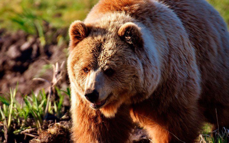 глаза, морда, взгляд, медведь, бурый медведь, eyes, face, look, bear, brown bear