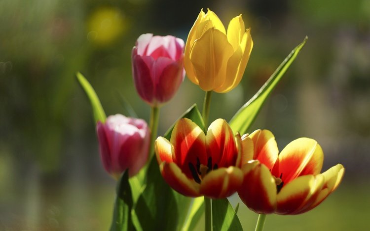 цветы, бутоны, лепестки, тюльпаны, боке, flowers, buds, petals, tulips, bokeh