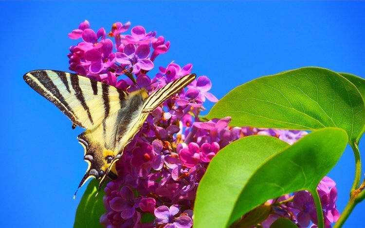 цветение, макро, насекомое, бабочка, весна, сирень, flowering, macro, insect, butterfly, spring, lilac
