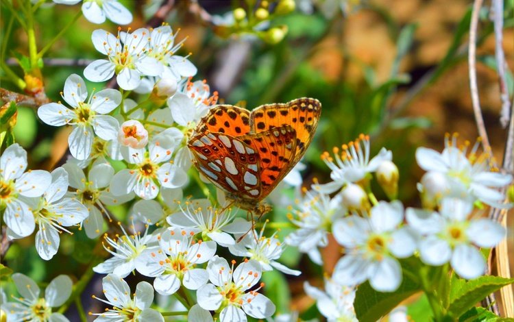 цветение, макро, насекомое, бабочка, весна, flowering, macro, insect, butterfly, spring