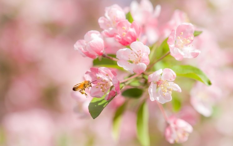 цветение, макро, насекомое, вишня, пчела, цветки, боке, flowering, macro, insect, cherry, bee, flowers, bokeh