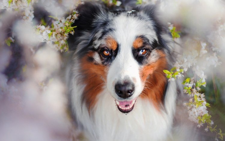 глаза, цветение, взгляд, собака, весна, чарли, австралийская овчарка, eyes, flowering, look, dog, spring, charlie, australian shepherd