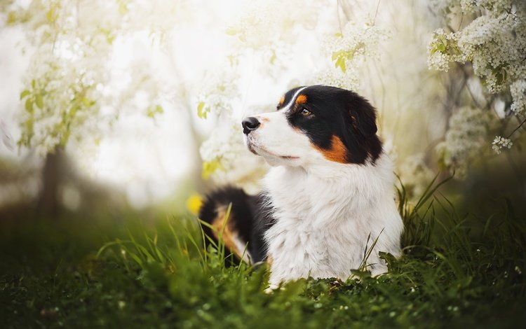 глаза, трава, цветение, взгляд, собака, весна, бернский зенненхунд, blake, eyes, grass, flowering, look, dog, spring, bernese mountain dog