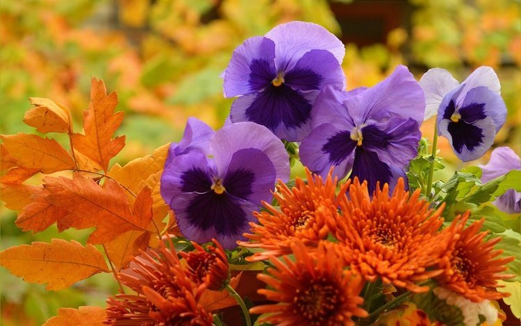 цветы, листья, осень, букет, цветочки, анютины глазки, фиалка трёхцветная, flowers, leaves, autumn, bouquet, pansy, viola tricolor