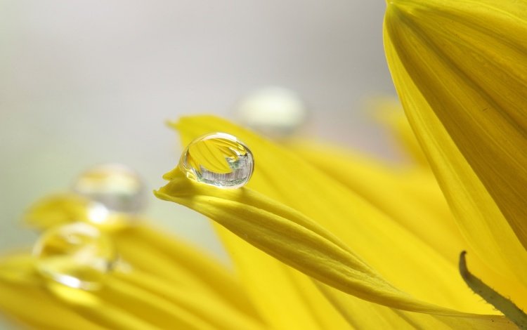 желтый, макро, цветок, капля, лепестки, подсолнух, ali de niese, yellow, macro, flower, drop, petals, sunflower
