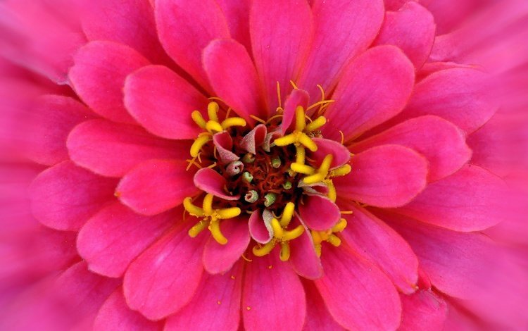 макро, цветок, лепестки, розовый, цинния, macro, flower, petals, pink, zinnia