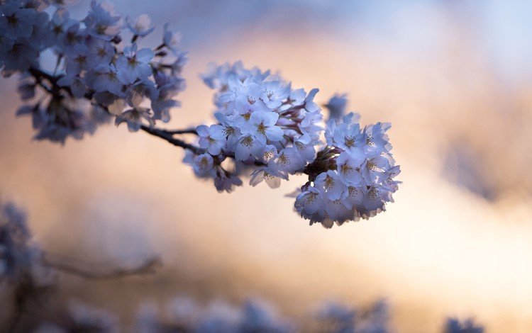 цветы, природа, цветение, фон, весна, белые, flowers, nature, flowering, background, spring, white