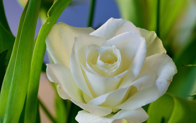 цветы, фон, роза, белая, flowers, background, rose, white