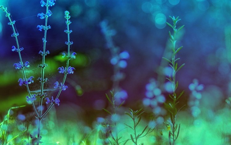 цветы, природа, растения, фон, голубые, цикорий, цикорий обыкновенный, flowers, nature, plants, background, blue, chicory, chicory common