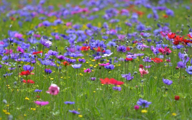 цветы, трава, поле, лето, полевые цветы, анемоны, flowers, grass, field, summer, wildflowers, anemones