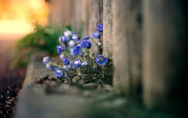 цветы, природа, фон, забор, flowers, nature, background, the fence