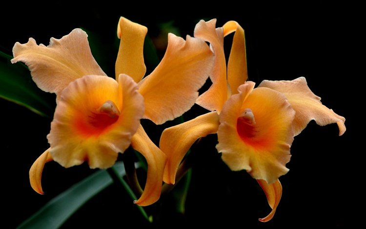 цветы, природа, лепестки, экзотика, орхидея, flowers, nature, petals, exotic, orchid