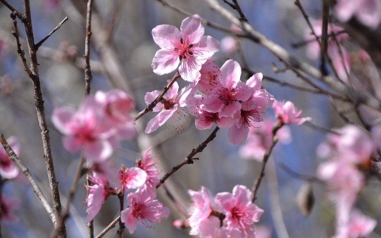 цветы, цветение, ветки, весна, розовые, flowers, flowering, branches, spring, pink