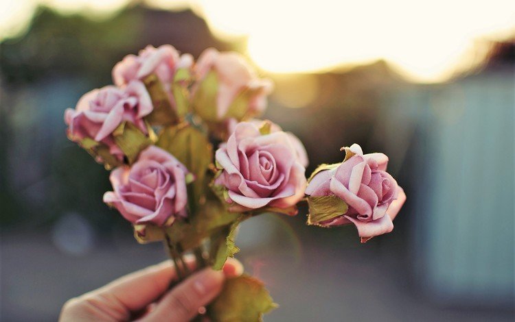 цветы, рука, розы, лепестки, букет, розовые, flowers, hand, roses, petals, bouquet, pink