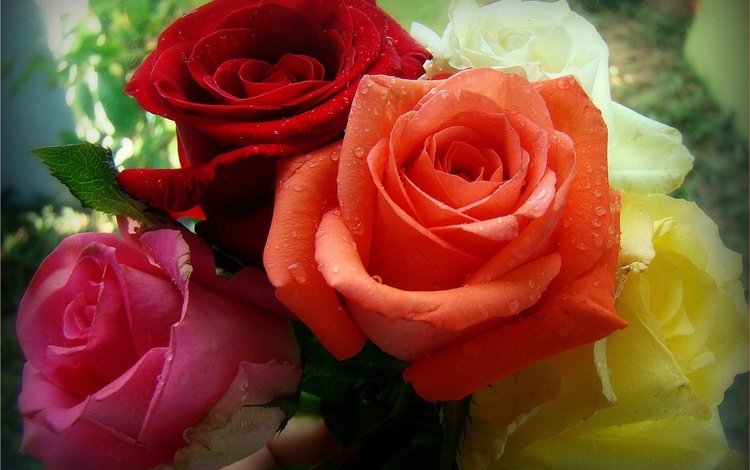 цветы, розы, разноцветные, flowers, roses, colorful