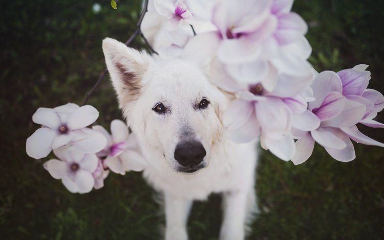 глаза, цветы, взгляд, собака, белая, nanook, eyes, flowers, look, dog, white