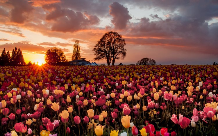 небо, цветы, облака, деревья, солнце, закат, поле, тюльпаны, the sky, flowers, clouds, trees, the sun, sunset, field, tulips