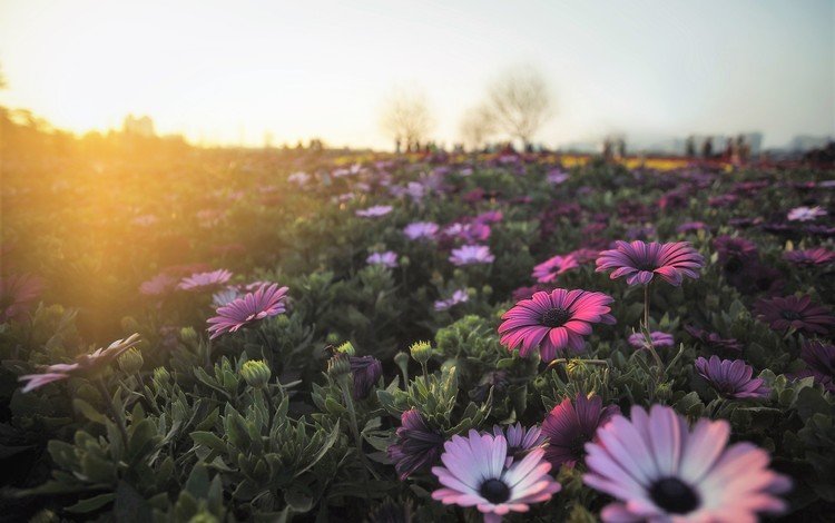 цветы, утро, поле, герберы, flowers, morning, field, gerbera