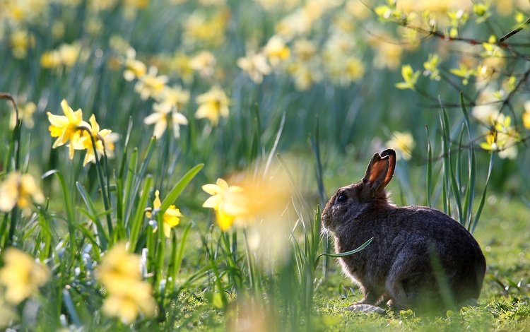 цветы, весна, кролик, животное, нарциссы, заяц, flowers, spring, rabbit, animal, daffodils, hare
