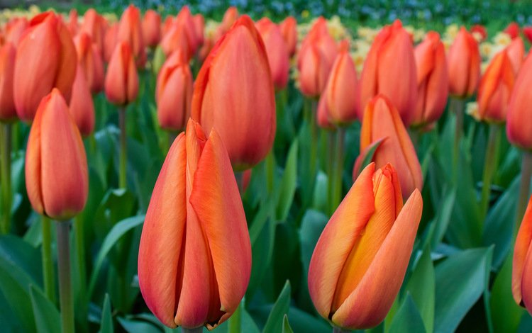 цветы, весна, тюльпаны, flowers, spring, tulips