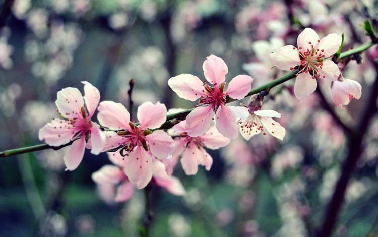 цветы, ветка, дерево, цветение, макро, весна, розовый, вишня, flowers, branch, tree, flowering, macro, spring, pink, cherry