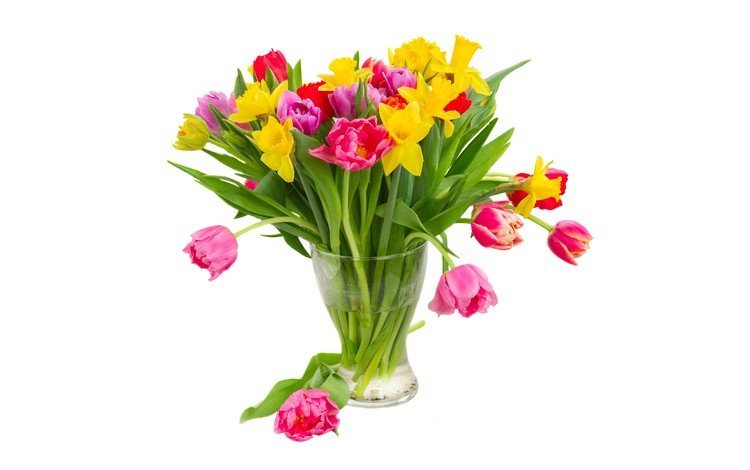 цветы, нарциссы, вода, желтые, разноцветные, фиолетовые, красные, тюльпаны, розовые, белый фон, ваза, flowers, daffodils, water, yellow, colorful, purple, red, tulips, pink, white background, vase