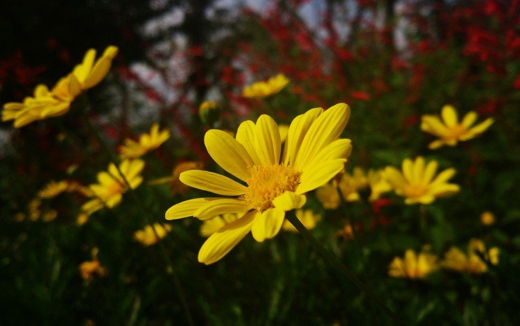 цветы, природа, ромашки, желтые, желтые цветы, flowers, nature, chamomile, yellow, yellow flowers