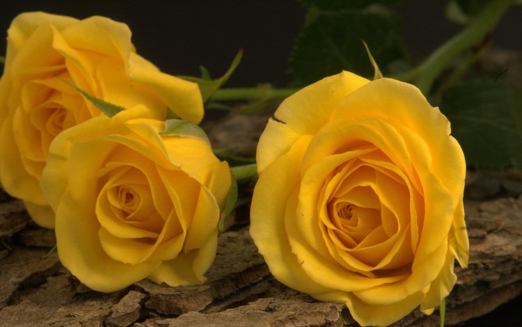 цветы, желтый, розы, бутон, трио, flowers, yellow, roses, bud, trio