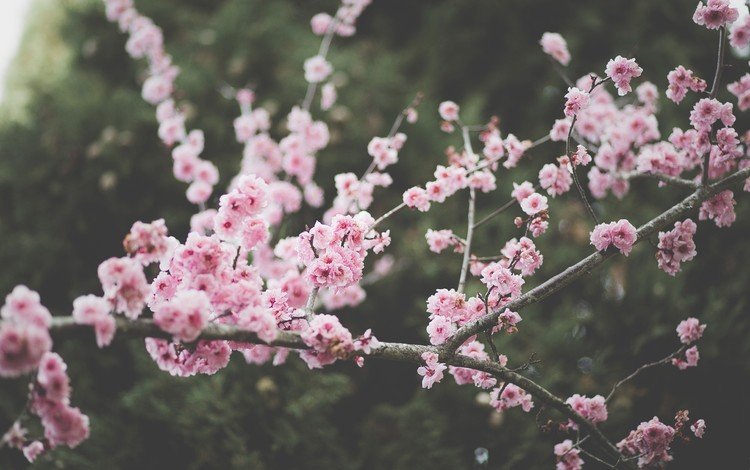 цветы, природа, цветение, ветки, весна, сакура, flowers, nature, flowering, branches, spring, sakura