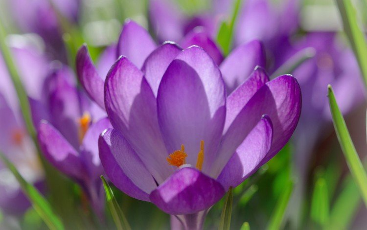 цветы, лепестки, весна, крокусы, крупным планом, шафран, flowers, petals, spring, crocuses, closeup, saffron