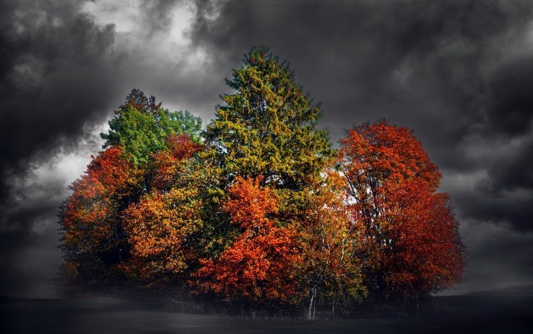 деревья, тучи, фон, поле, разноцветные, осень, чёрно-белый, trees, clouds, background, field, colorful, autumn, black and white