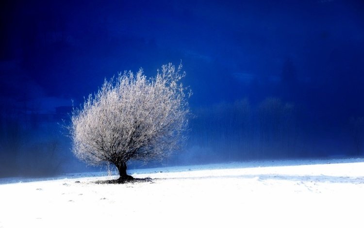 небо, снег, дерево, зима, пейзаж, поле, the sky, snow, tree, winter, landscape, field