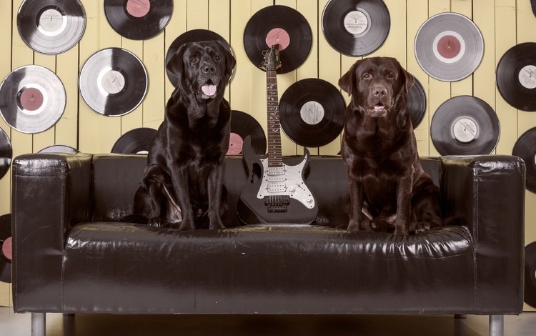 гитара, диван, лабрадор, собаки, пластинки, ретривер, guitar, sofa, labrador, dogs, records, retriever