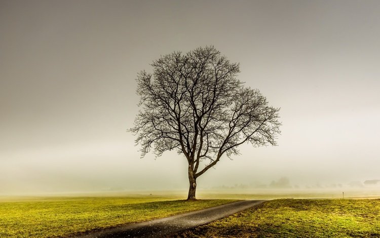 дорога, дерево, туман, поле, road, tree, fog, field