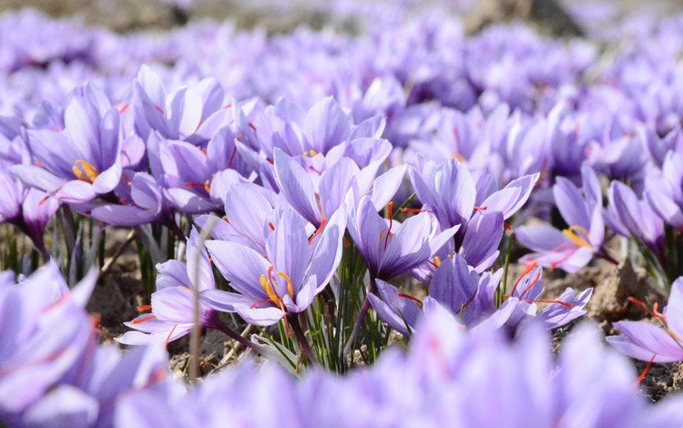 цветы, поле, весна, фиолетовые, крокусы, шафран, flowers, field, spring, purple, crocuses, saffron