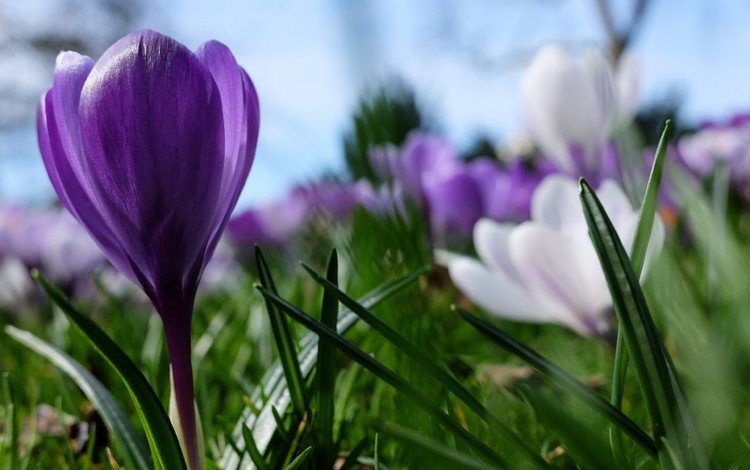 цветы, фиолетовый, весна, крокус, flowers, purple, spring, krokus