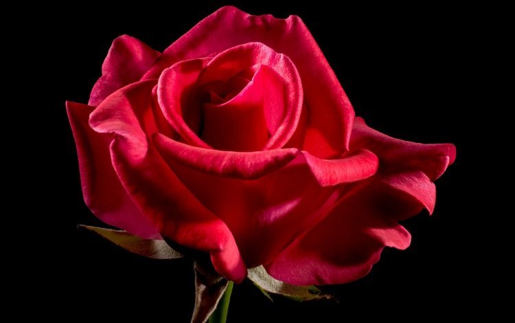 фон, цветок, роза, черный фон, алая, background, flower, rose, black background, scarlet