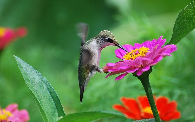 цветы, птица, нектар, колибри, цинния, flowers, bird, nectar, hummingbird, zinnia