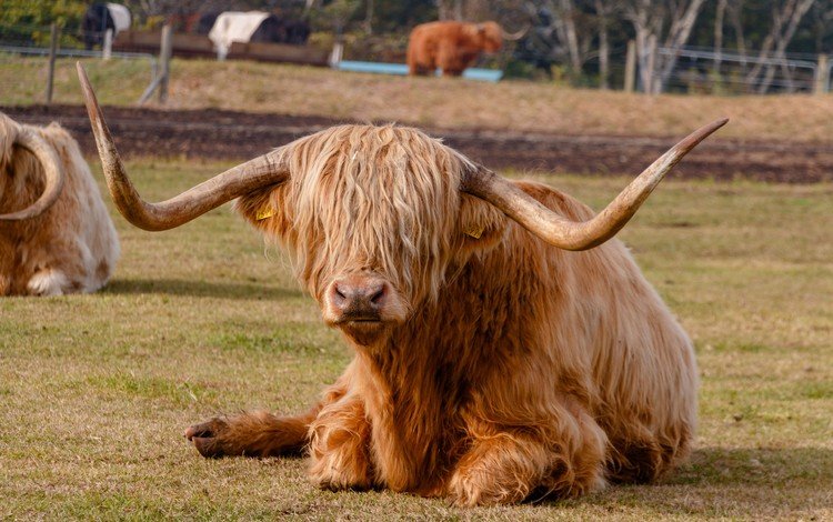 животное, рога, корова, хайленд, animal, horns, cow, highland