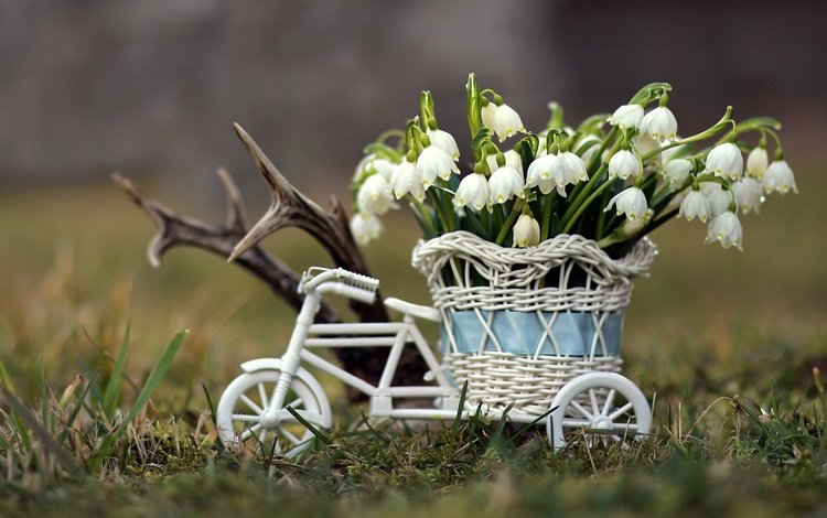 цветы, весна, корзина, ваза, подснежники, первоцвет, белоцветник, flowers, spring, basket, vase, snowdrops, primrose, snowflake